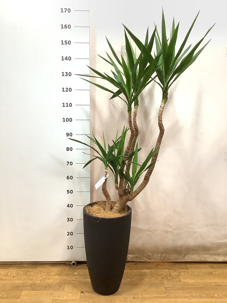 【現品】ユッカ・ブランチ　曲がり　8号　黒鉢　（2） 観葉植物「ユッカ」8号鉢 Florico Online Shop ～フロリコ