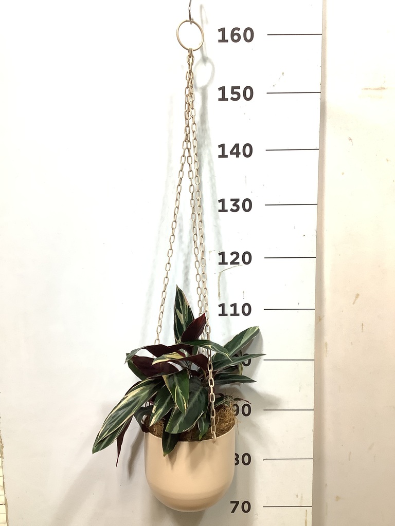 観葉植物 ストロマンテ トリオスター 4号 ファンヌ ハンギング CP 付き