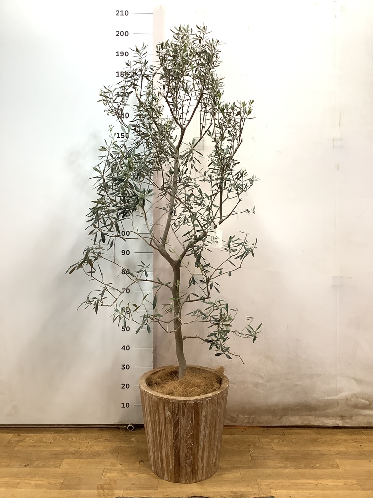 観葉植物 オリーブの木 10号 バロウニ ファイバークレイ キューブ 付き