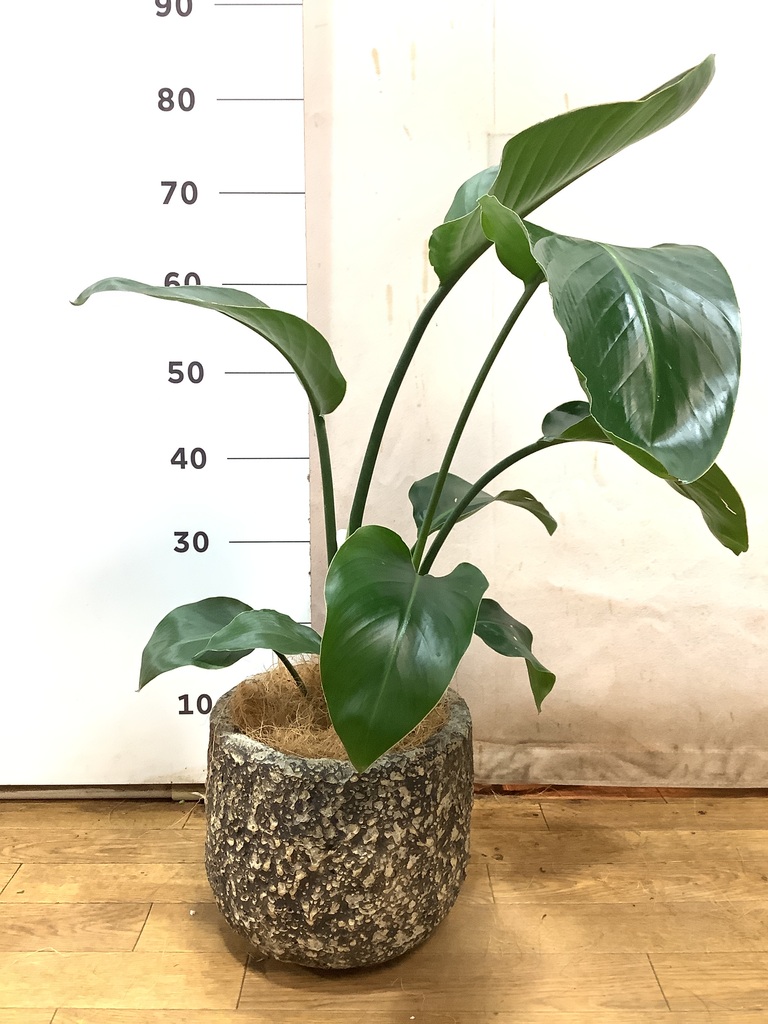 オーガスタ 1点もの（現品・現物） | 観葉植物通販HitoHana(ひと