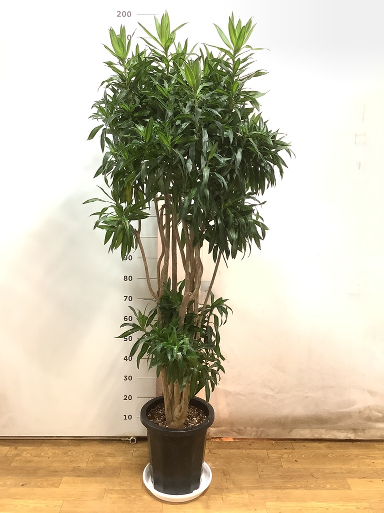 観葉植物 ドラセナ ソング オブ ジャマイカ 10号 プラスチック鉢