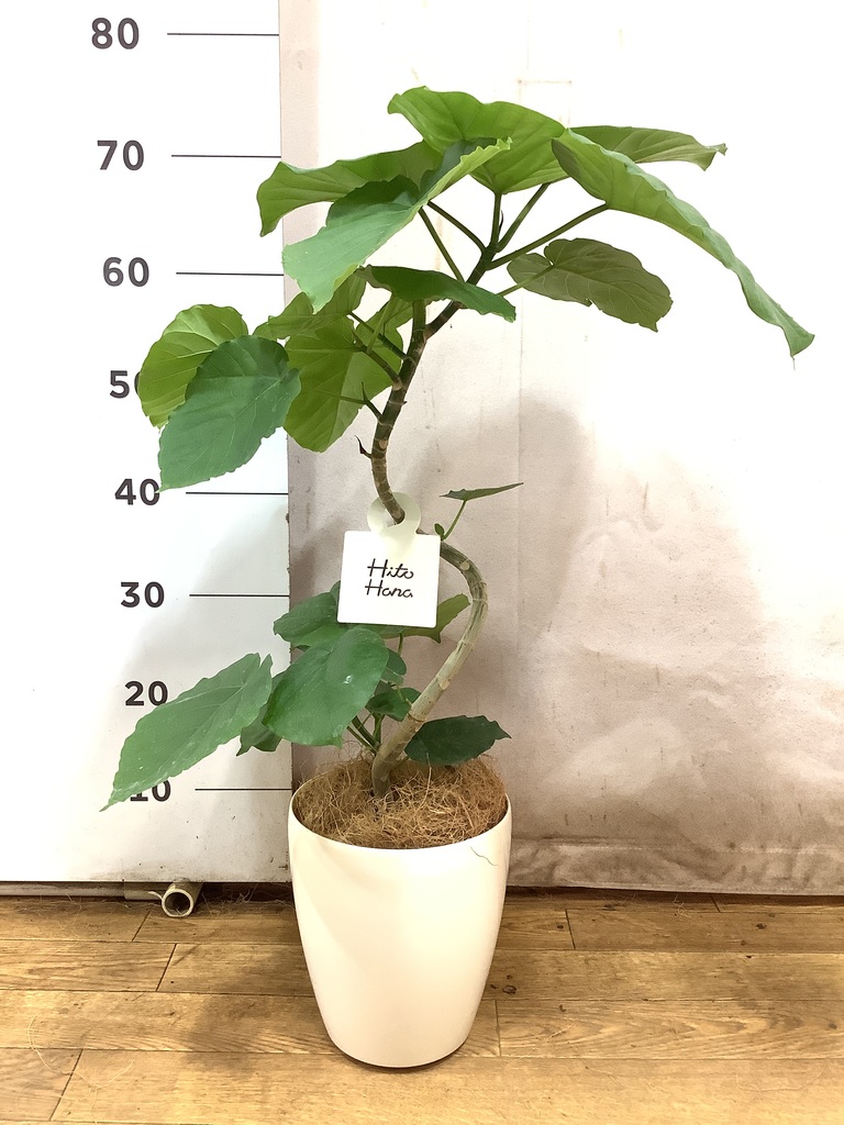 観葉植物 フィカス ウンベラータ 5号 曲り プラスチック鉢