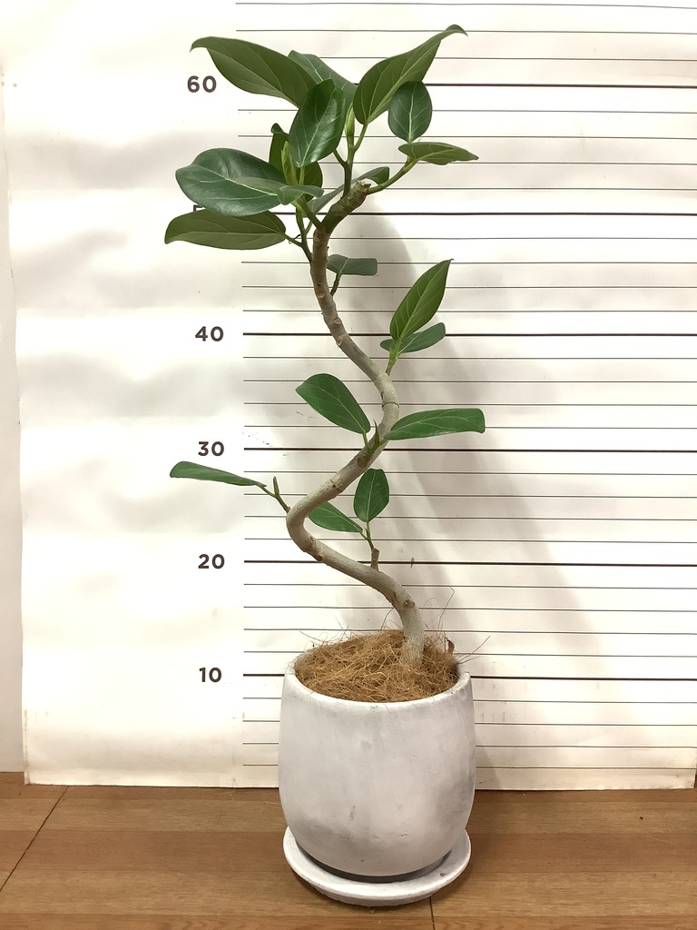 観葉植物 フィカス ベンガレンシス 4号 曲り マルモラウンド 付き