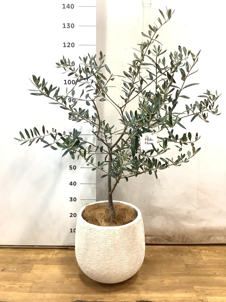 観葉植物 オリーブの木 8号 ルッカ ファイバーストーン カプリ