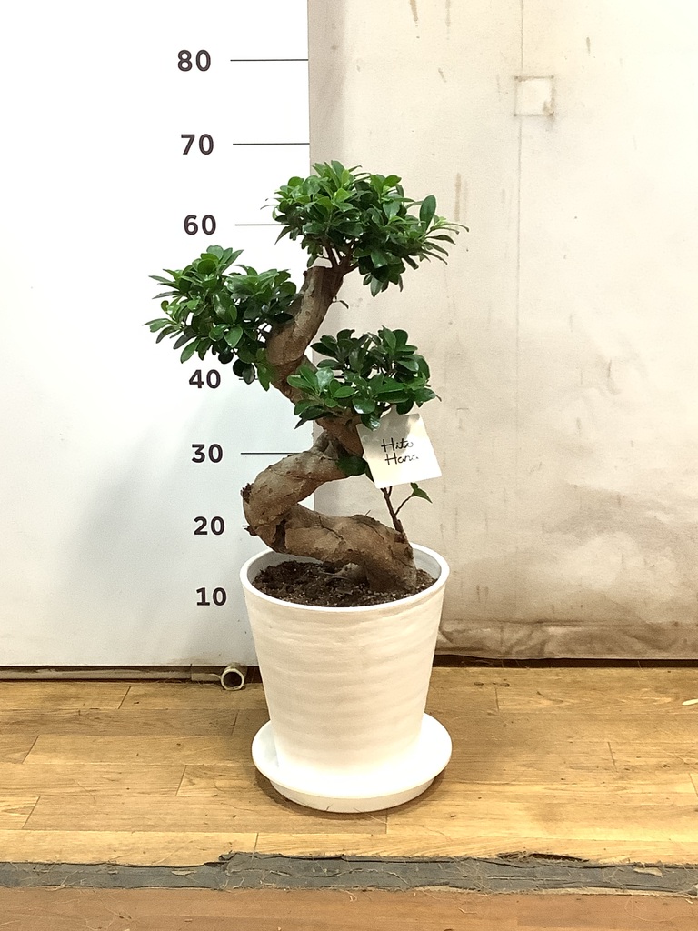 即*で様 ガジュマル　観葉植物　8号　約85センチ chinese-banyan-63_1.jpg?1701394284