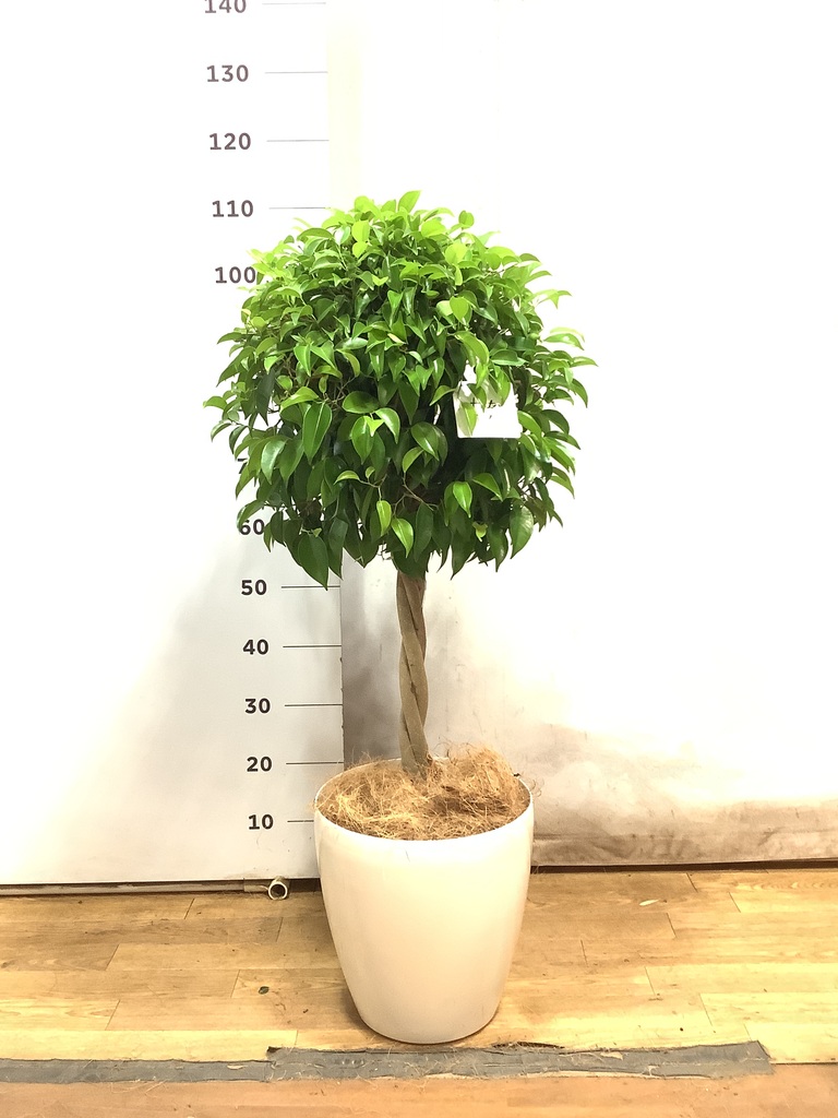 フィカス ベンジャミン 8号 | 観葉植物 | インテリアやギフトに