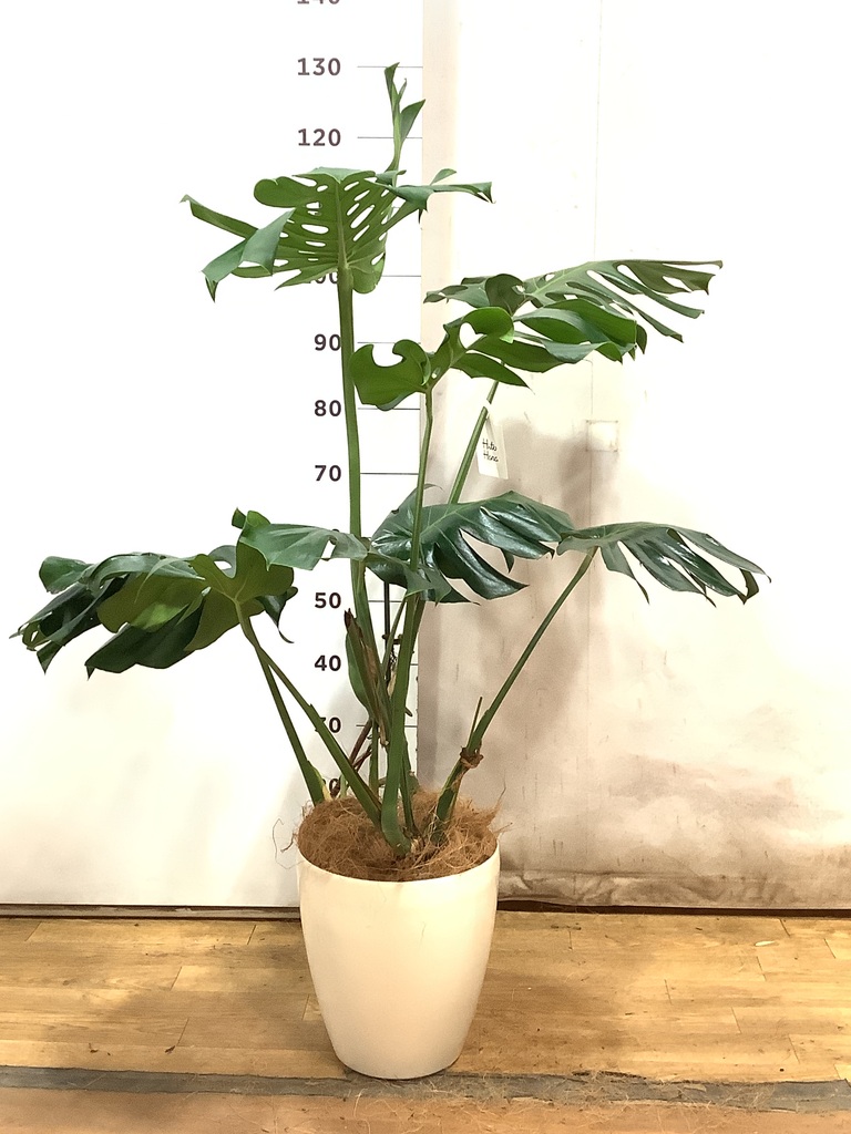 観葉植物 モンステラ【80cm】7号 斑入り プラスチック鉢 #69045 | 観葉