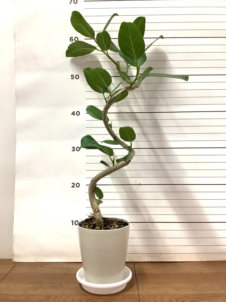観葉植物 フィカス ベンガレンシス 4号 曲り プラスチック鉢