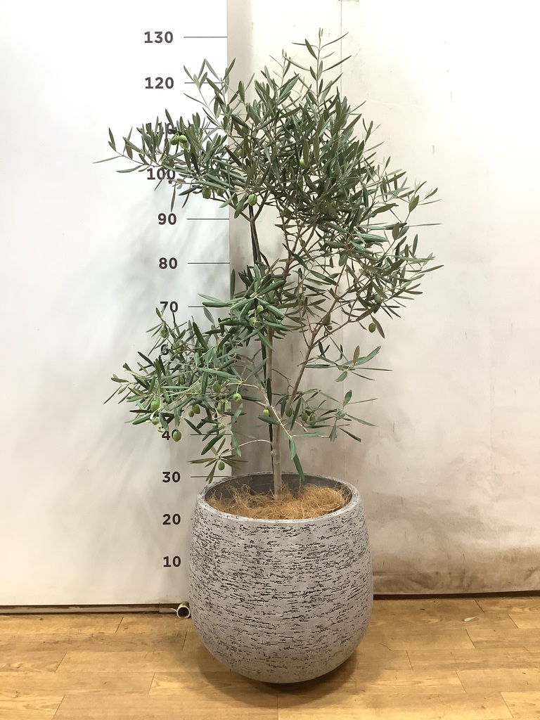 観葉植物 オリーブの木 8号 デルモロッコ エコストーンGray 付き