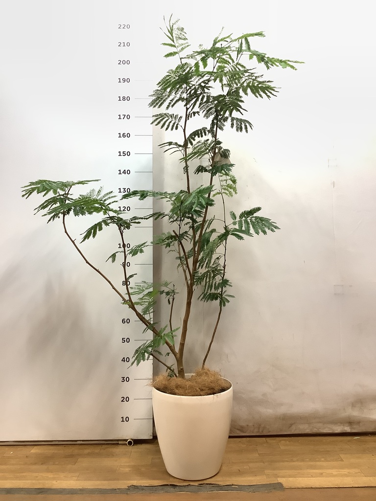 観葉植物 エバーフレッシュ 10号 ボサ造り キューブ ラテルストーン