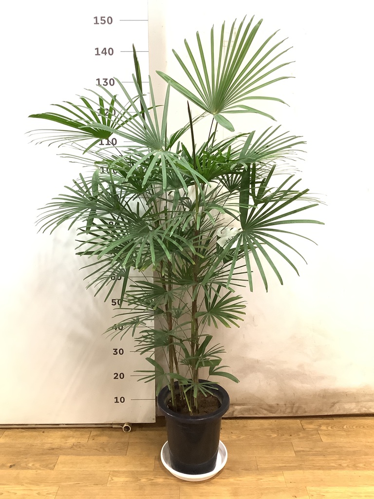 ウンナンシュロチク | 観葉植物通販HitoHana(ひとはな)