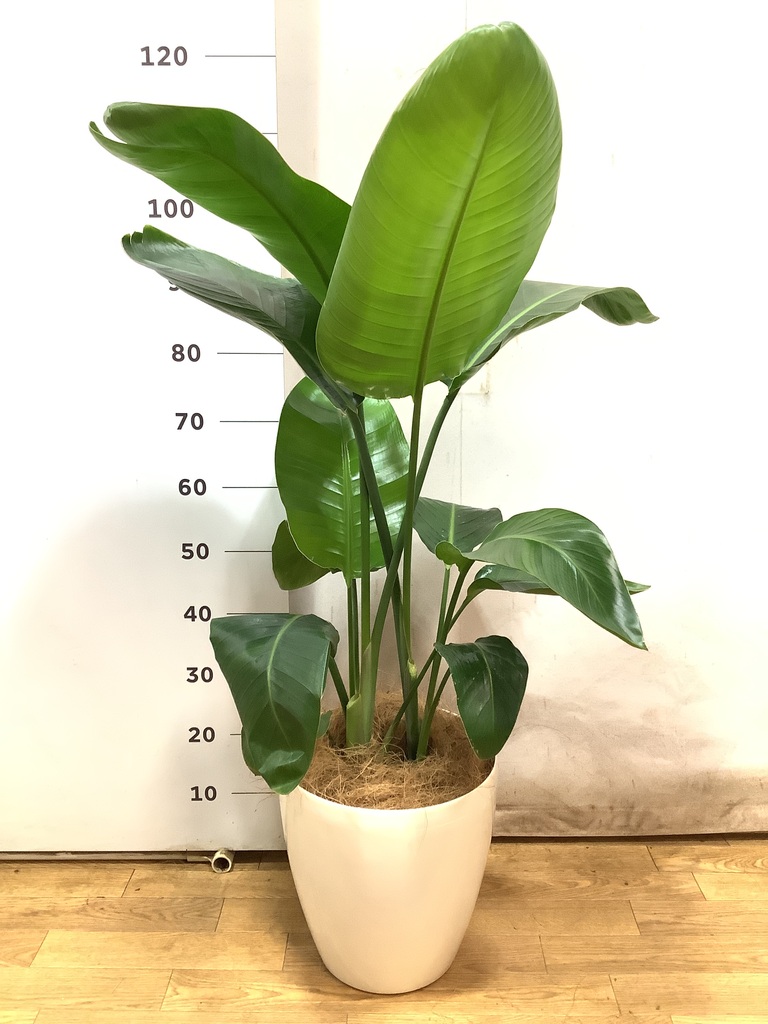 その他観葉植物 Nao 大鉢シンボル】パキラ｜特殊樹形の観葉植物ECサイト【the est】