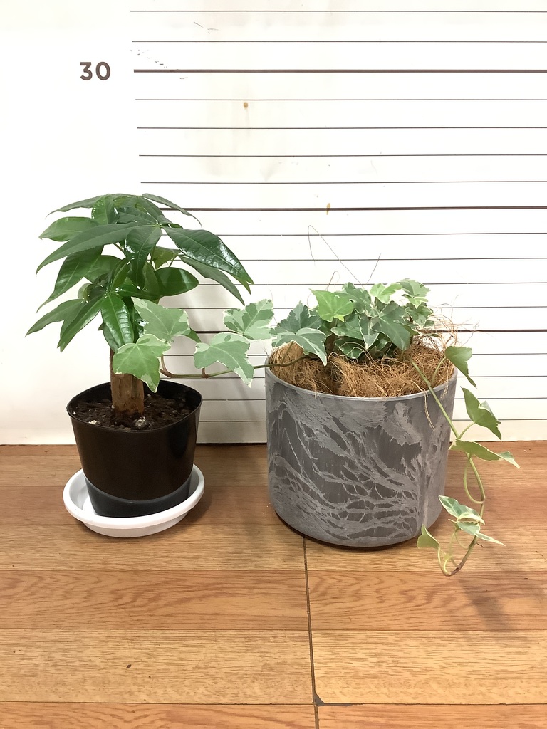 観葉植物 初心者にもおすすめお試し2点セット（パキラ 3号