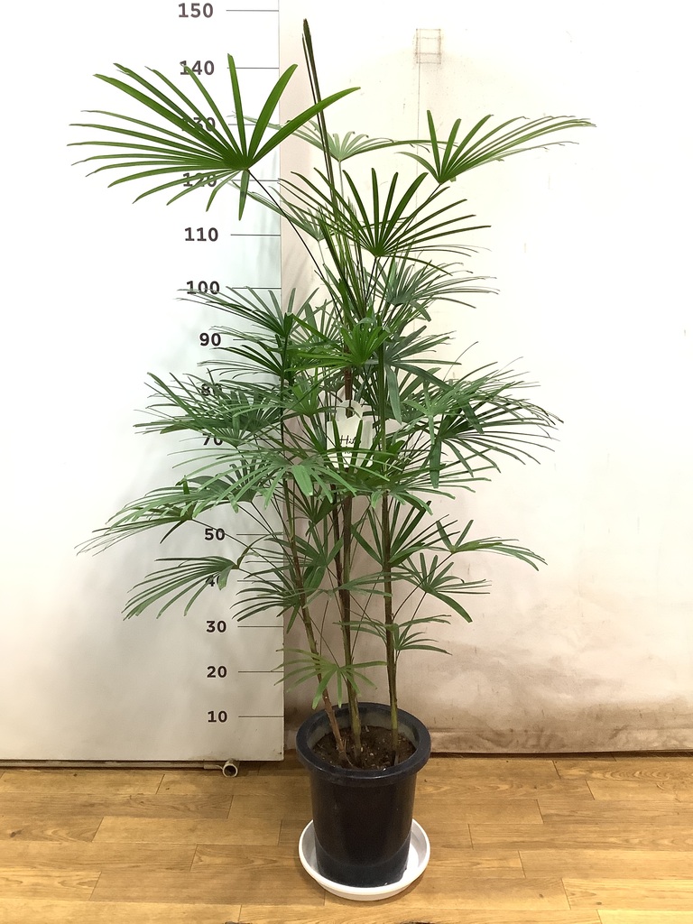 観葉植物 ウンナンシュロチク 8号 プラスチック鉢 | 観葉植物なら