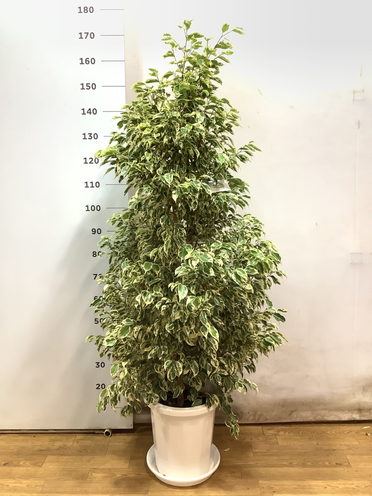 観葉植物 フィカス ベンジャミン 10号 スターライト プラスチック鉢