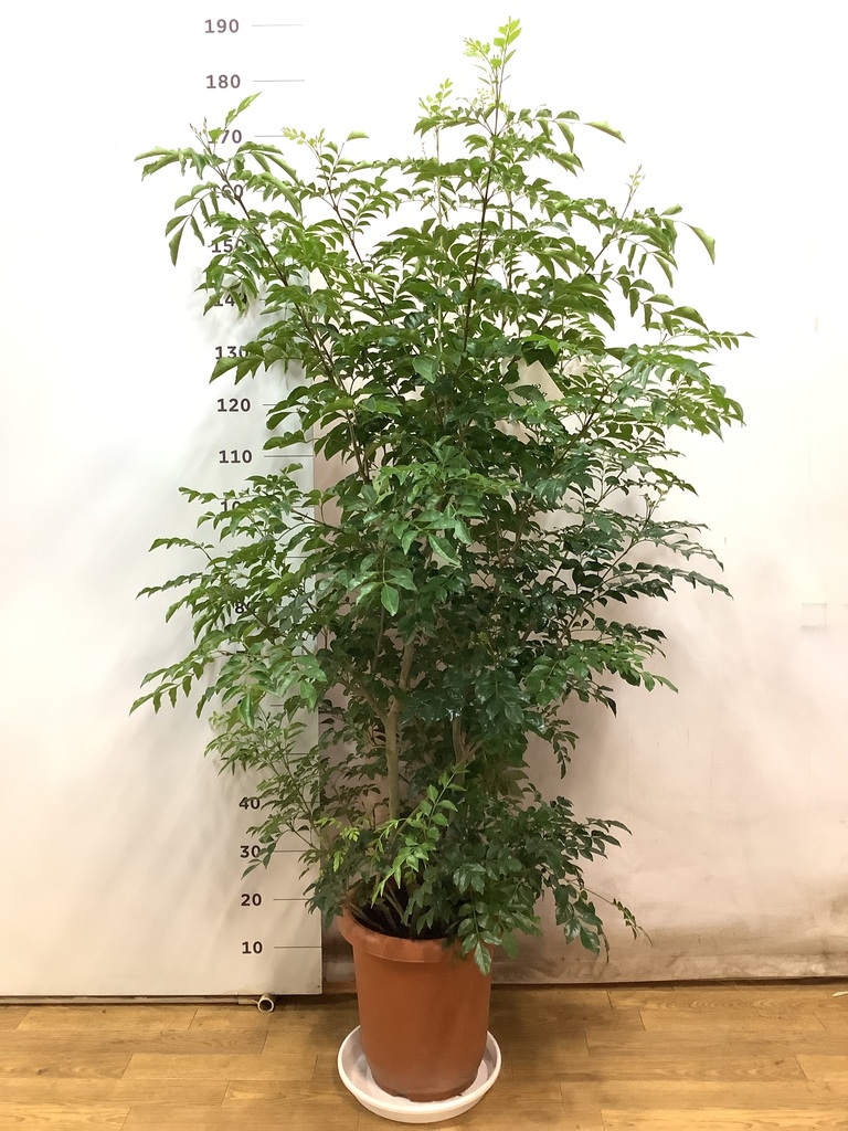 観葉植物 シマトネリコ 10号 プラスチック鉢 | 観葉植物ならHitoHana