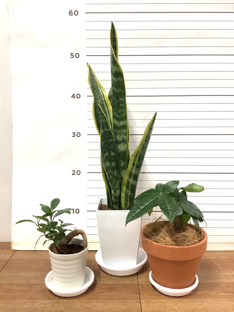 観葉植物 初心者にもおすすめお試し3点セット（サンスベリア 4号