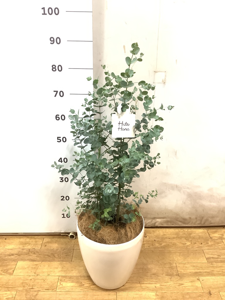 観葉植物 ユーカリ 7号 グニー ビトロ ウーヌム コッパー釉 付き