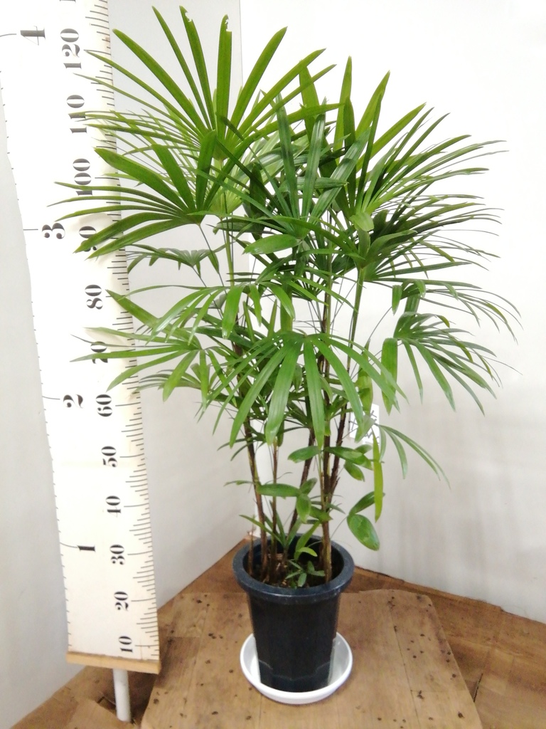 観葉植物 シュロチク（棕櫚竹） 8号 プラスチック鉢 | 観葉植物