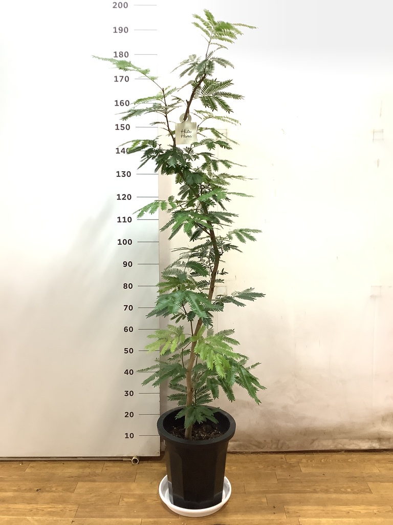 観葉植物 エバーフレッシュ 10号 曲り プラスチック鉢 | 観葉植物なら