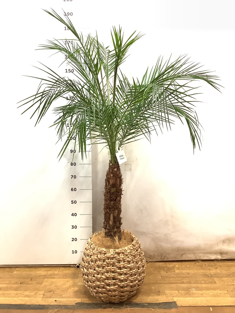 フェニックスロベレニー | 観葉植物の通販ならHitoHana（ひとはな）