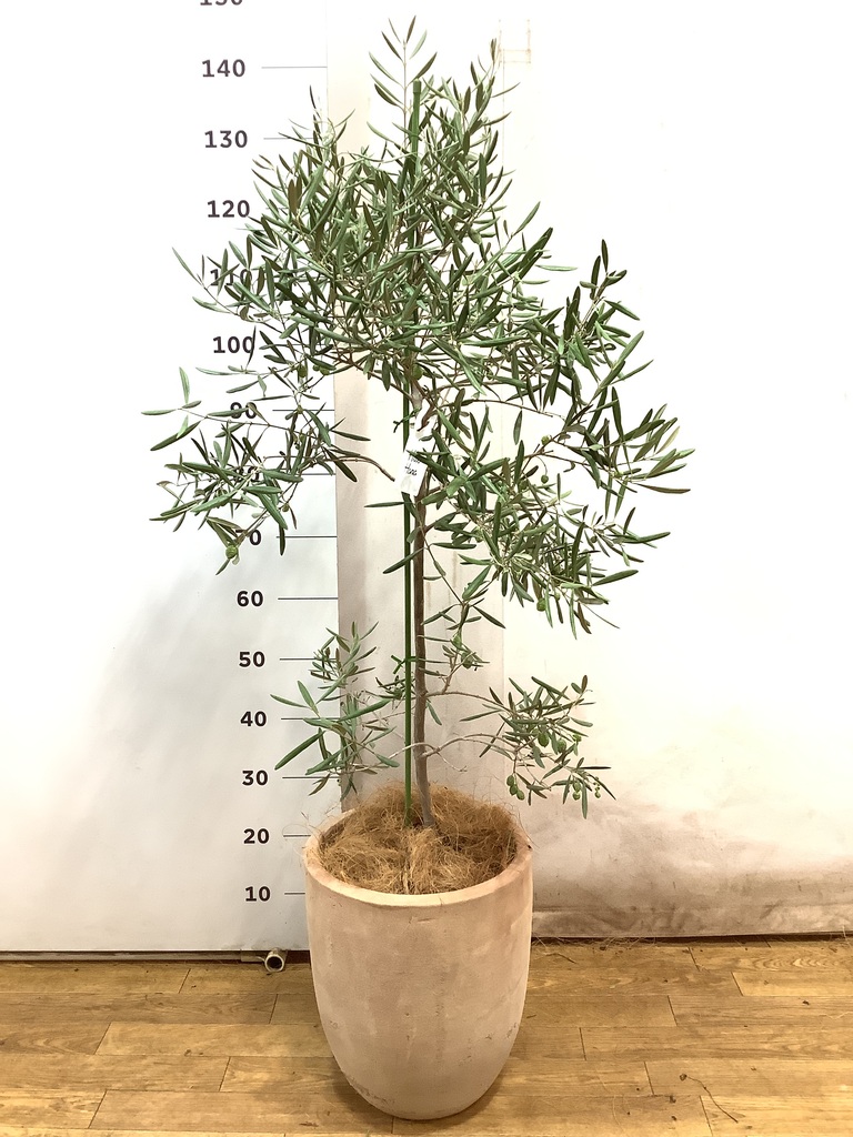 オリーブの木　デルモロッコ 観葉植物 オリーブの木 8号 デルモロッコ エステリ グリーン