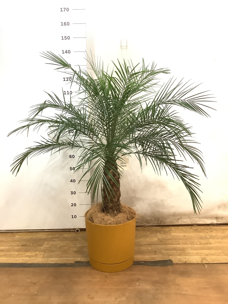 フェニックスロベレニー | 観葉植物の通販ならHitoHana（ひとはな）