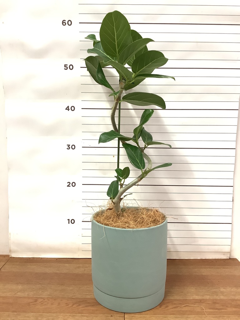 観葉植物 フィカス ベンガレンシス 4号 曲り ラダ 15 B ベージュ