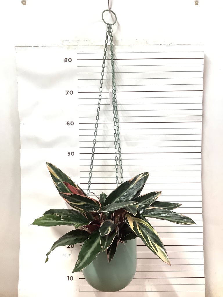 観葉植物 ストロマンテ トリオスター 4号 ファンヌ ハンギング CG 付き