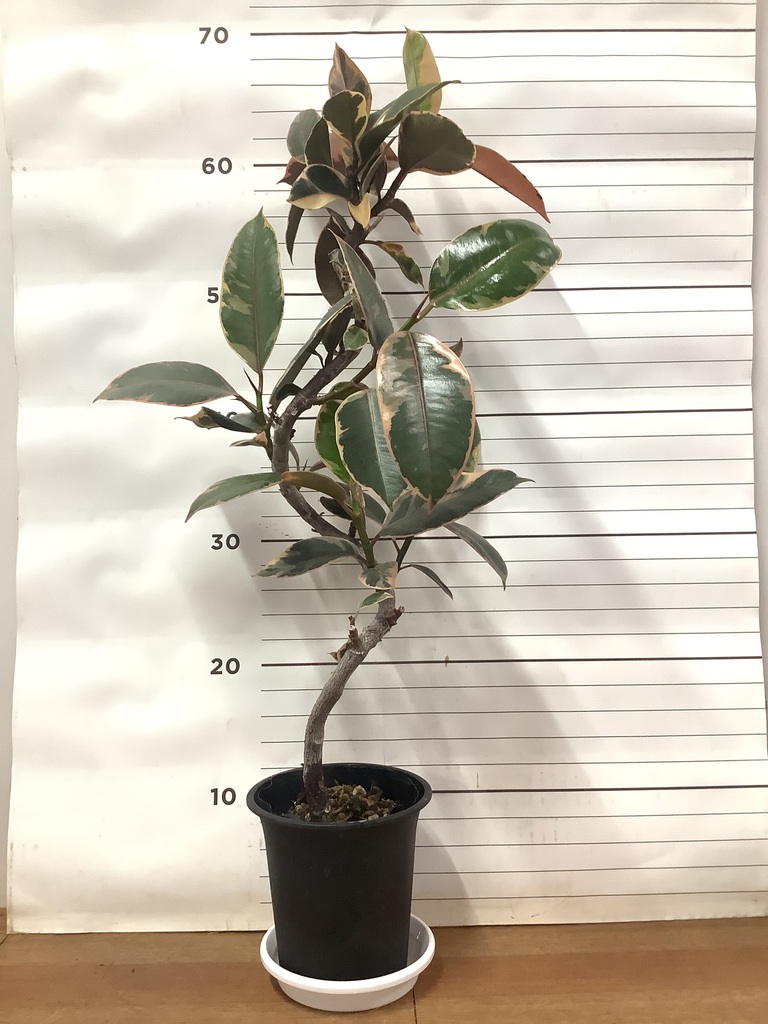 観葉植物 フィカス ルビー 4号 曲り プラスチック鉢 | 観葉植物なら