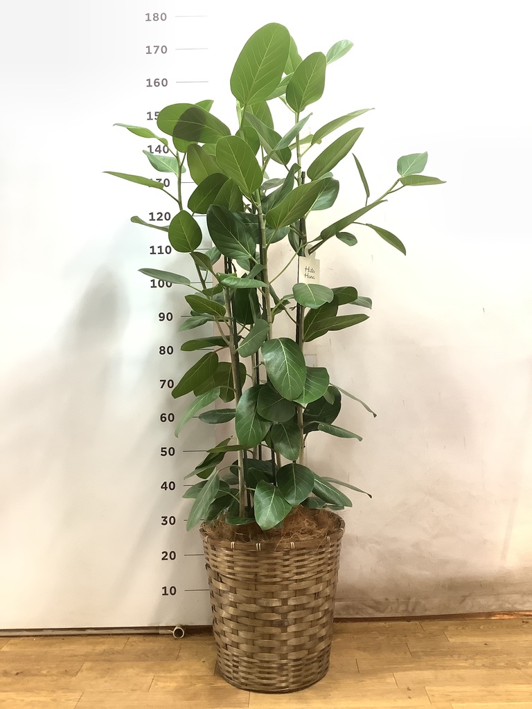 観葉植物 フィカス ベンガレンシス 10号 寄せ ウッドプランター 付き