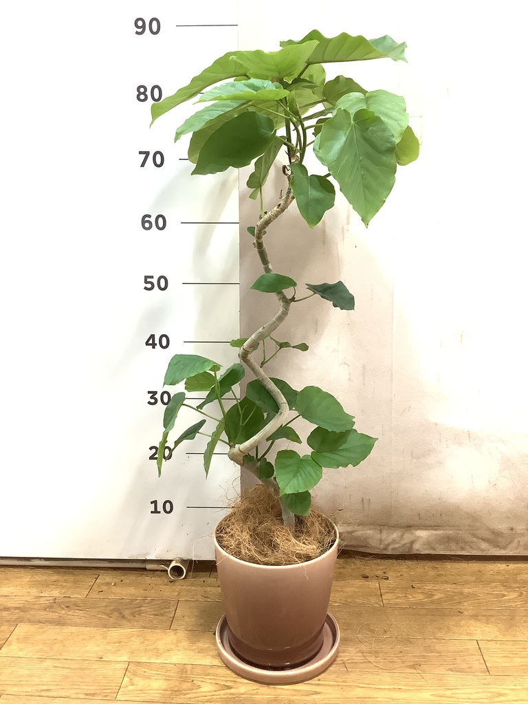 観葉植物 フィカス ウンベラータ 5号 曲り プラスチック鉢