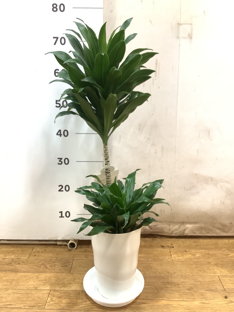 観葉植物 ドラセナ コンパクター 6号 プラスチック鉢 | 観葉植物なら