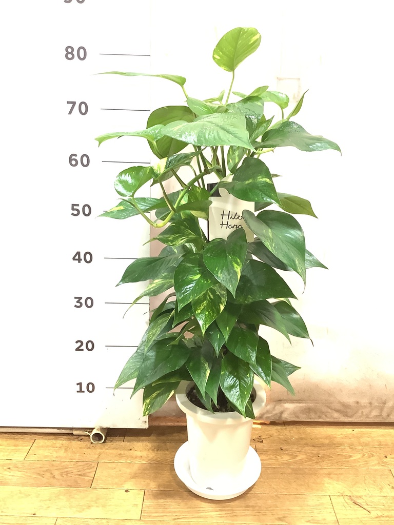 観葉植物 ポトス 6号 プラスチック鉢 | 観葉植物ならHitoHana