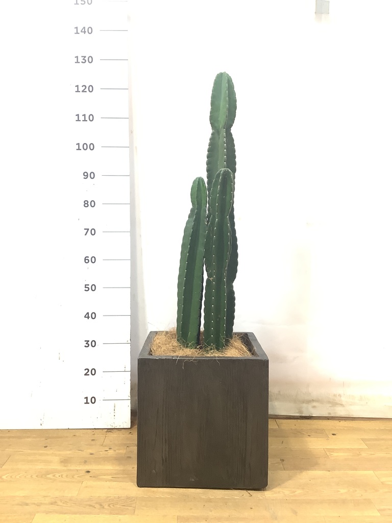 観葉植物 柱サボテン 8号 ベータ キューブプランター ウッド 茶