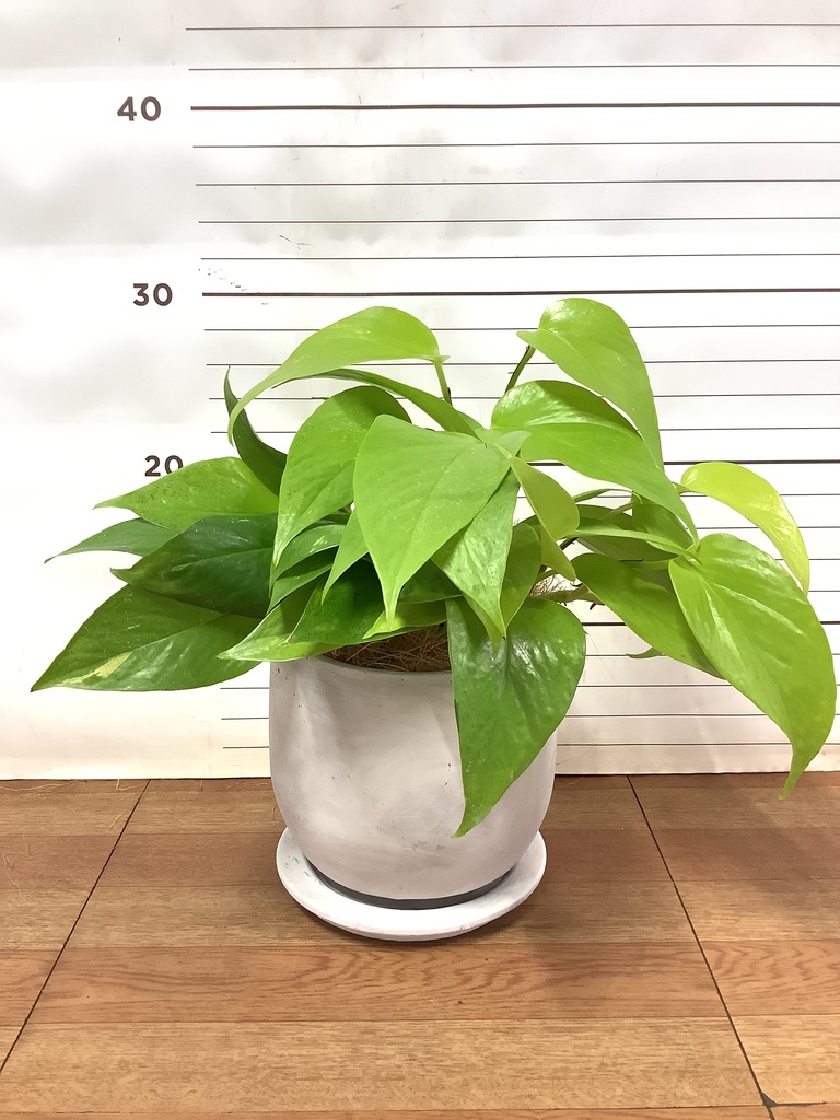 観葉植物 ポトス 4号 ライム プラスチック鉢 | 観葉植物ならHitoHana