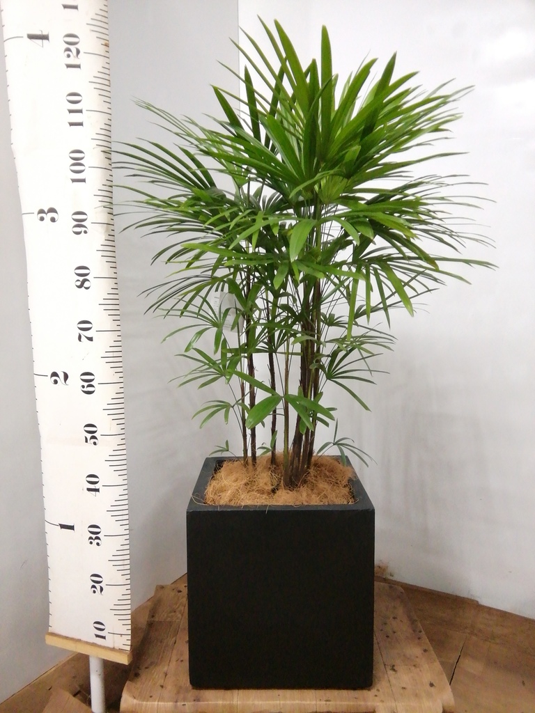 海外輸入 Hitohana ひとはな シュロチク 棕櫚竹 8号 コンカーキューブ灰 Cougaropen Com