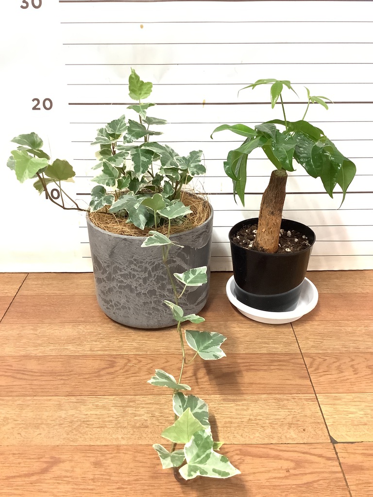 観葉植物 初心者にもおすすめお試し2点セット（パキラ 3号・アイビー