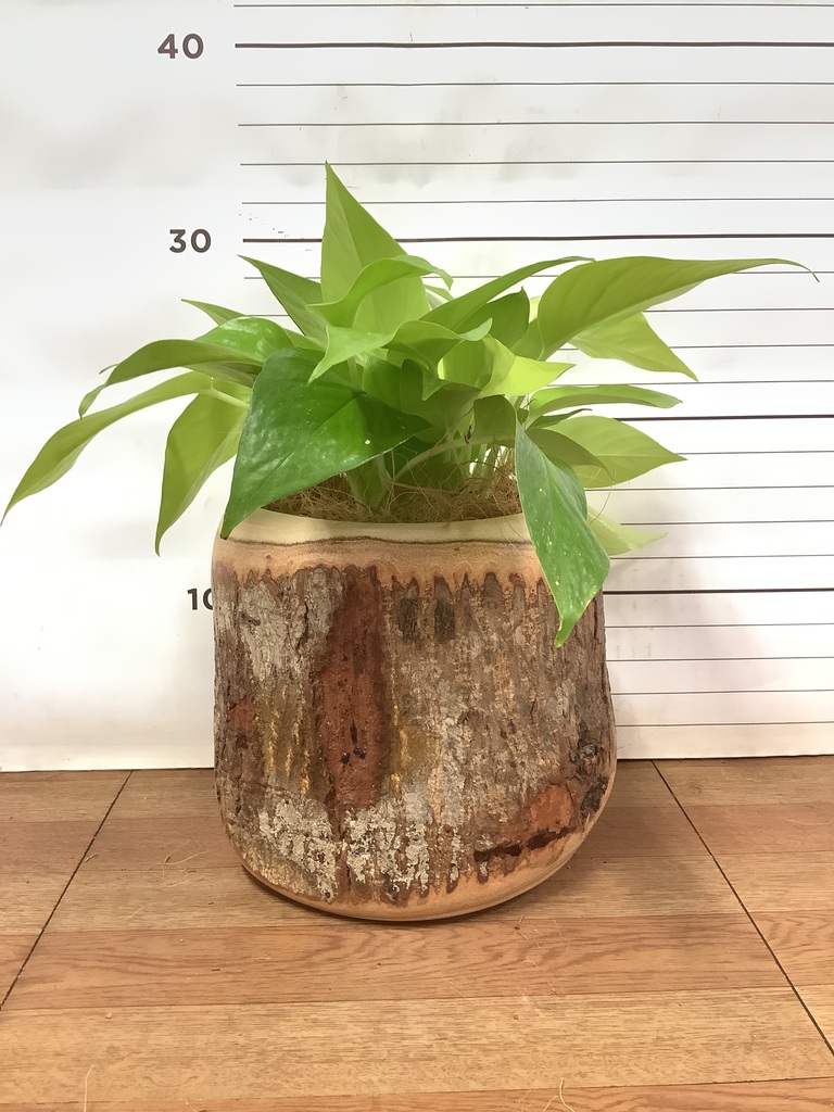 観葉植物 ポトス 4号 ライム プラスチック鉢 | 観葉植物ならHitoHana