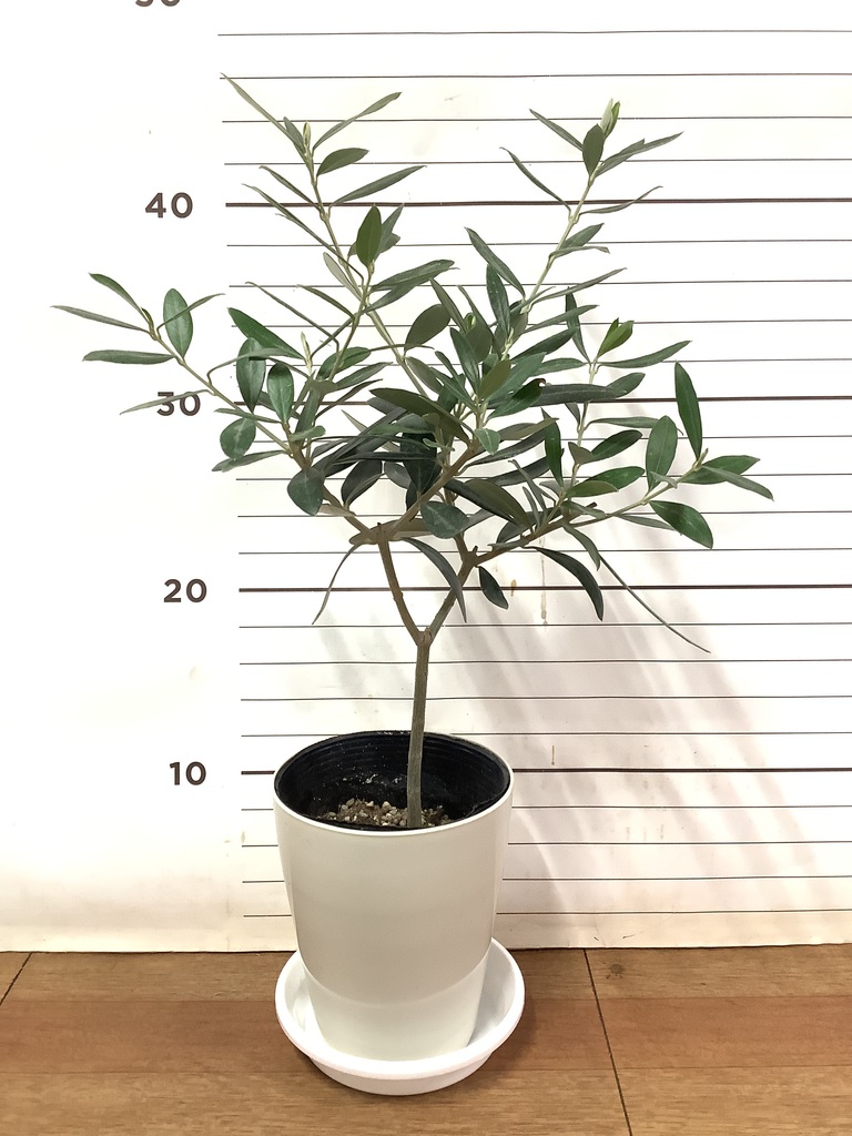 観葉植物 オリーブの木 3号 プラスチック鉢 | 観葉植物ならHitoHana
