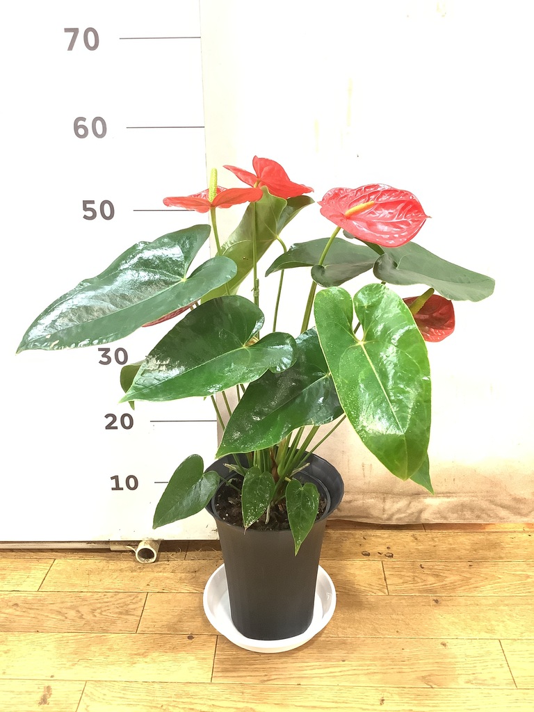 観葉植物 アンスリウム 6号 レッド プラスチック鉢 | 観葉植物なら