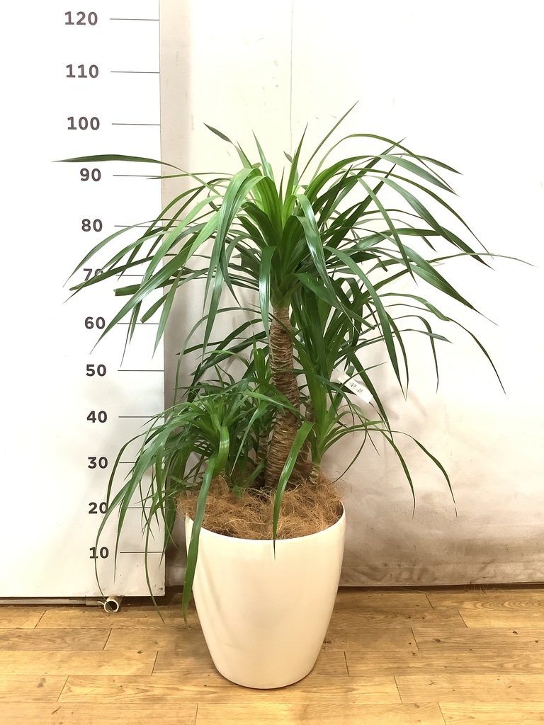 観葉植物 ドラセナ カンボジアーナ 8号 ホルスト シリンダー オリーブ