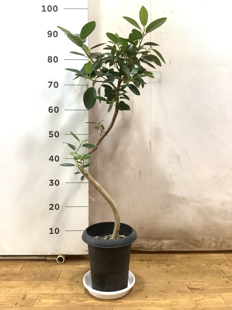 観葉植物 フランスゴムの木 6号 曲り プラスチック鉢を送料無料で翌日