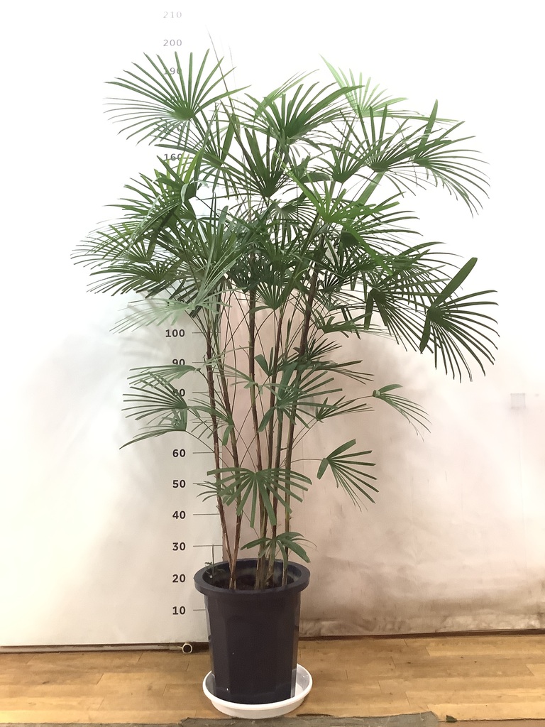 観葉植物 ウンナンシュロチク 10号 プラスチック鉢 | 観葉植物なら