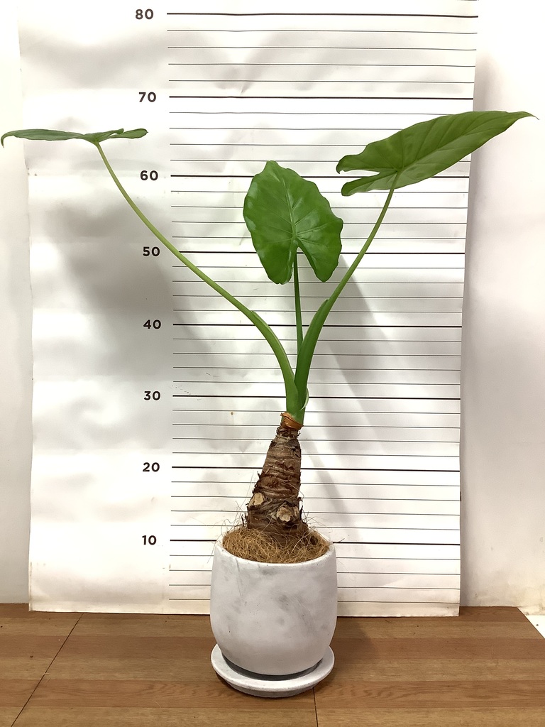 クワズイモ確認用です クワズイモ | 観葉植物 - 観葉植物・多肉植物の