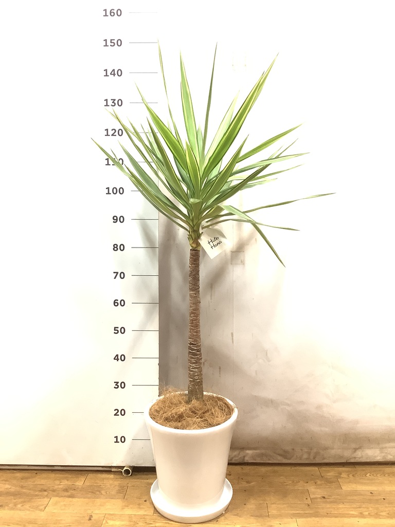 観葉植物 ユッカ 8号 斑入り モンデリック ラタン 付き | 観葉植物なら