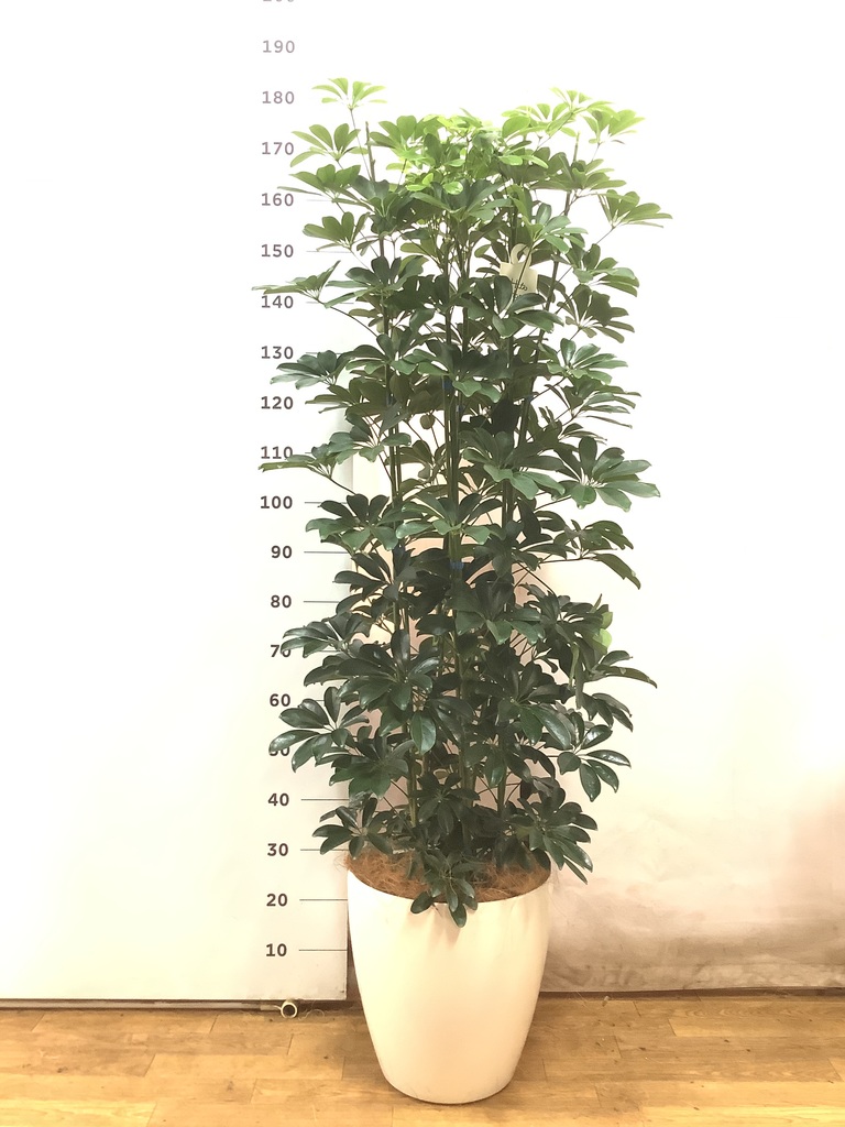 観葉植物 シェフレラ（カポック） 10号 ノーマル ラスターポット 付き
