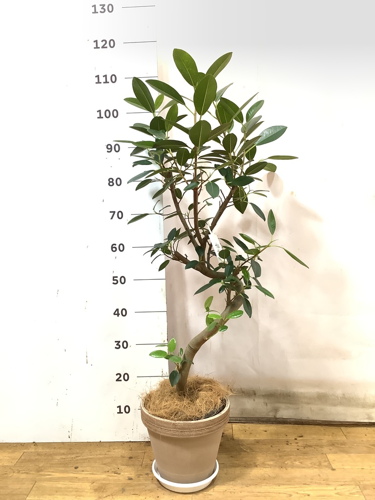 観葉植物 フランスゴムの木 6号 曲り プラスチック鉢を送料無料で翌日