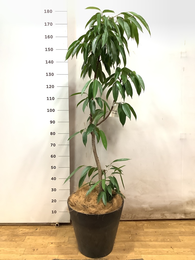 観葉植物 フィカス アムステルダムキング 10号 ノーマル エステリ