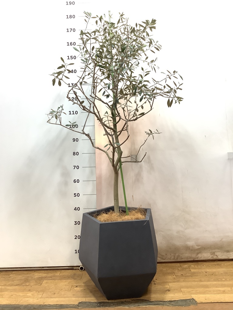 観葉植物 オリーブの木 10号 レッチーノ モンデリック ラタン 付き